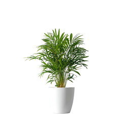 A lush green houseplant, in a white ceramic pot, isolated on a black background