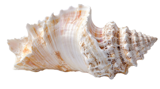 Seashells, transparent background