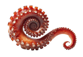 A close-up of a cooked octopus tentacle, displaying its spiral and suckers on a black background