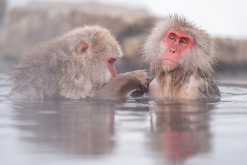  Japanese macaque