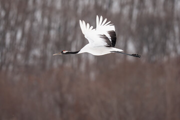 Red-crowned crane fly
