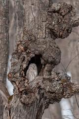 Ural owl in a tree