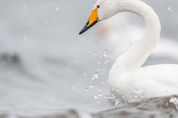 Whooper swan close up portrait