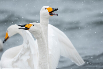 Whooper swan three birds close up