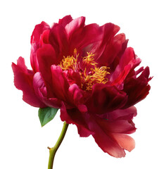 A close-up of a vibrant, fully bloomed red flower with yellow stamens and a green stem