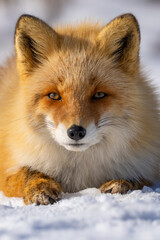Obraz premium The Ezo, Sakhalin red fox, Hokkaido red fox portrait