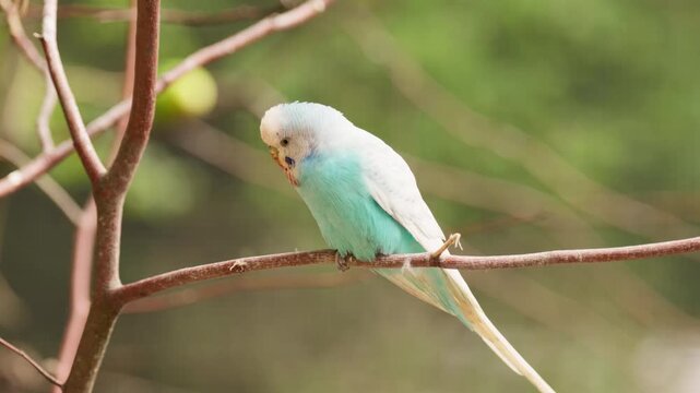 Budgerigar perches quietly on a branch in a soft woodland setting. Peaceful moment in nature featuring colourful feathers and gentle movement