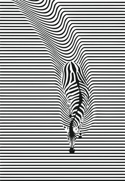Striking black and white Op Art vector illustration of a zebra blending into a distorted striped background. Creates a dynamic optical illusion. Perfect for modern art posters, abstract branding, or e