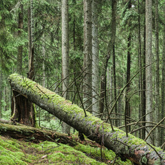 Fallen trees covered in moss create an enchanting view in a Swedish forest