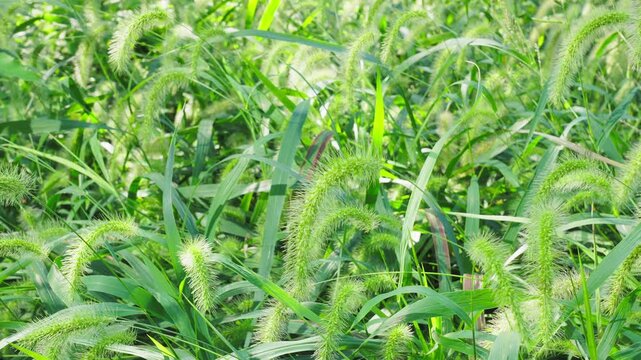 A close-up shot of dense, green foxtail grass (or 'dog tail grass') swaying gently in the wind under bright sunlight.