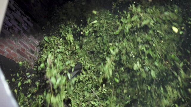 Fresh green yerba mate leaves rotating and drying in a large industrial processing machine in Misiones Argentina