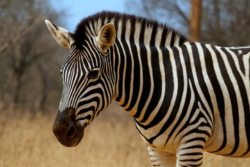 Naklejka premium Young zebra portrait showing distinctive black and white stripe patterns with alert expression and distinctive ears, captured in natural African bushveld habitat with warm golden tones