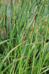 green grass with dew drops