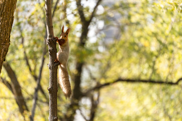 A cute squirrel Sciurus vulgaris climbing down a tree trunk in a sunny autumn forest. The squirrel is holding a nut in its paws and looking at the camera.