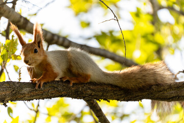 A red squirrel (Sciurus vulgaris) sits on a tree branch in a forest. The squirrel has a reddish-brown and gray coat and a fluffy tail. The background is blurred with green and yellow leaves.
