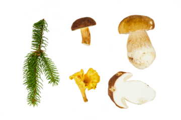 king bolete or Boletus edulis mushroom on fir tree branches isolated on white or transparent png