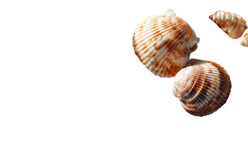 Obraz premium Close-up of several seashells with distinct patterns, set against a dark, void background