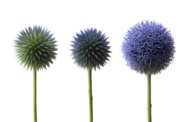 Three unique globe thistles showcase their beauty. Isolated on transparent background, png