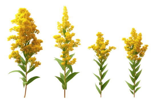 Golden flower stands elegantly. Isolated on transparent background, png
