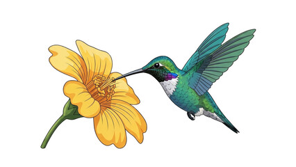 Obraz premium Hummingbird Feeding on Bright Yellow Flower in Nature (7)