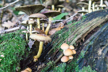 Fungi in the woods