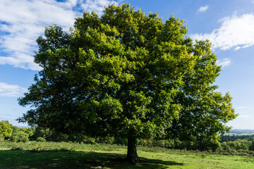tree in the park