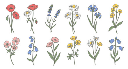 Collection of Hand-Drawn Wildflowers and Botanical Illustrations