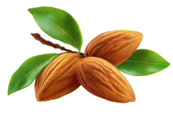 Realistic depiction of three brown nuts with vibrant green leaves and a stem