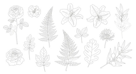 Fototapeta premium A collection of delicate line drawings of various botanical elements including roses, ferns, lilies, and leaves.
