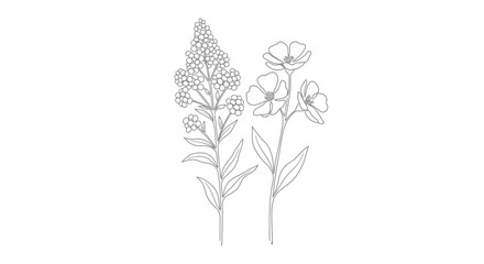 Minimalist line art illustration featuring two distinct botanical flowering plants with delicate petals and stems.