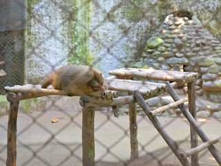A monkey, possibly a baboon, rests on a wooden structure within a zoo enclosure. The structure consists of bamboo poles and platforms.
