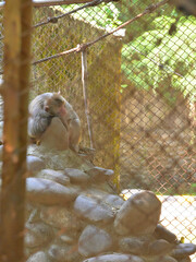 A monkey, possibly a baboon (Papio spp.), is sitting on a pile of smooth rocks inside a fenced enclosure. The wire mesh surrounds the space, with some foliage visible in the background, suggesting an 