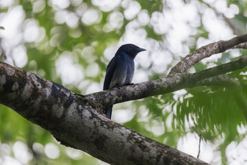 Close-Up of Black Drongo Perched on Tree Branch in Dense Green Foliage