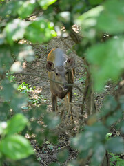 A deer, possibly a Sambar Deer (*Rusa unicolor*), is partially visible through dense foliage. The deer stands on a forest floor covered with brown earth and dappled sunlight. 