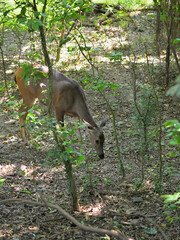 A deer, possibly a Sambar Deer (*Rusa unicolor*), is partially visible through dense foliage. The deer stands on a forest floor covered with brown earth and dappled sunlight. 