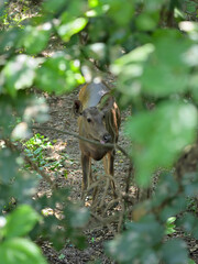 A deer, possibly a Sambar Deer (*Rusa unicolor*), is partially visible through dense foliage. The deer stands on a forest floor covered with brown earth and dappled sunlight. 