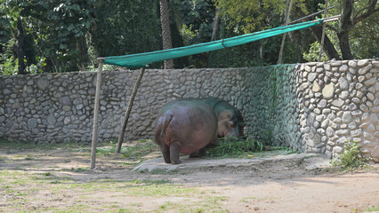 A hippopotamus (Hippopotamus amphibius) stands next to a stone wall in a zoo enclosure. The area features a simple shelter made of green fabric stretched over poles, providing shade.