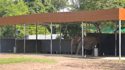Elephant standing in an open shelter with a wooden roof and metal supports. Several white egrets (family Ardeidae) are nearby. Background features dense green foliage. 