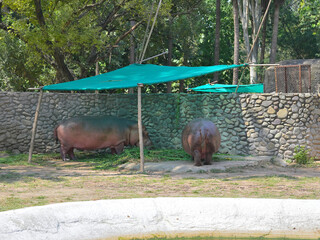 Two hippopotamuses (Hippopotamus amphibius) are in a zoo enclosure. They stand on dirt patches in front of a stone wall, shaded by green tarps supported by wooden poles.