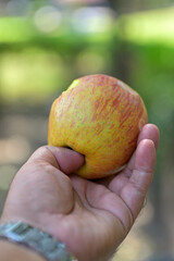 A hand holding an apple with a wristwatch visible on the wrist. The apple is red with yellow streaks, indicative of a ripe variety. The background is blurred with hints of green.