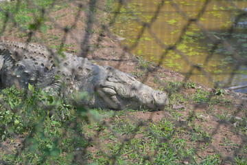 A large crocodile, likely a Nile crocodile (*Crocodylus niloticus*), rests on a grassy area beside a murky pond. Its textured, armored skin is visible, displaying a range of gray and brown hues. The s