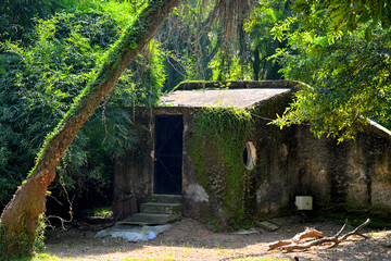A small, abandoned concrete structure partially covered in moss and climbing plants is nestled in a lush, green forested area. The building has a flat roof and a black door.