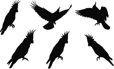 Cockatoo bird silhouettes vector set, exotic parrot illustration, tropical wildlife design, perched and flying cockatoos, crest feathers, forest nature art