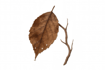 Dry brown autumn leaf with twig on transparent background, symbolizing nature decay and changing seasons