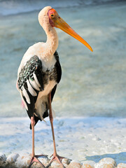 Painted stork (*Mycteria leucocephala*) standing with one leg slightly raised. It has a long, orange beak, white plumage with black flight feathers, and pink on its lower legs. 