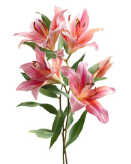 Fototapeta premium Bouquet of Pink Lilies with Long Green Leaves in Luxurious Floral Arrangement on Transparent Background