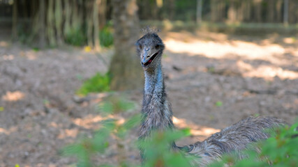An emu (Dromaius novaehollandiae) stands outdoors in a wooded area with sunlight filtering through the trees. Its long neck, distinctive feathered body, and facial expression are visible.