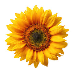 Fototapeta premium Bright Sunflower Bloom with Vivid Yellow Petals and Detailed Center on Transparent Background