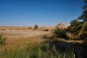 Lush green oasis with dense palm trees and grass nestled in the middle of a dry desert. Siwa Oasis in Western Desert, Egypt