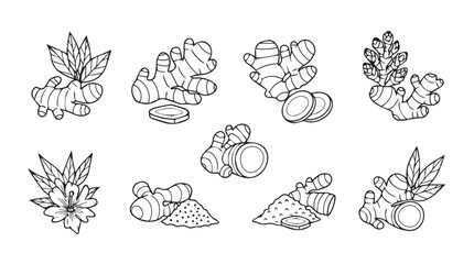 Fresh ginger root hand drawn sketch botanical elements collection culinary ingredient spice vector